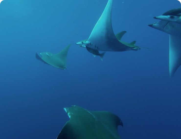 Pack Princess Alice + Check Dives