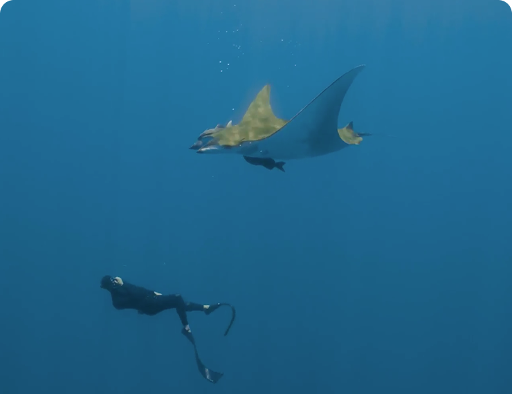 Pack Shark Dive + Check Dives
