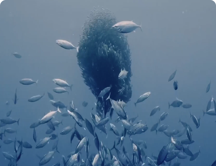 Bait Ball & Megafauna Snorkeling