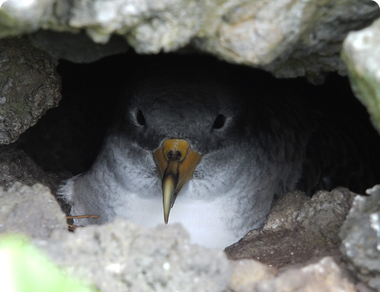 Faial Night Birdwatching