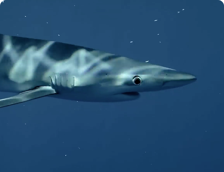 Shark Dive Condor Bank