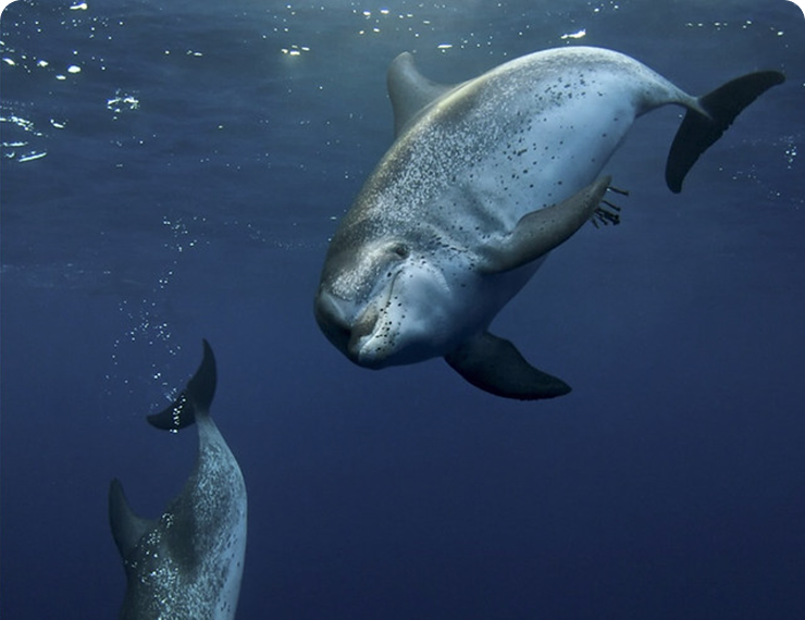 Swimming with Dolphins