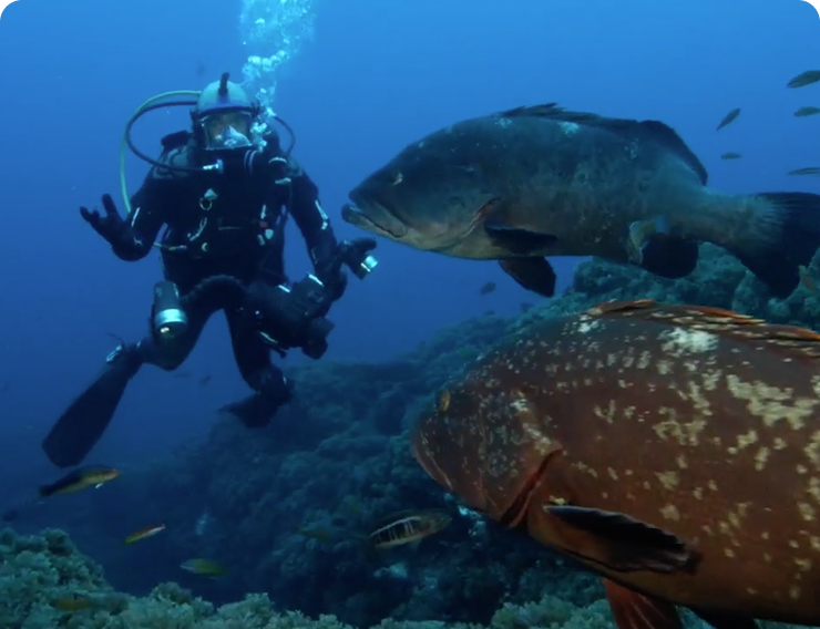 Swimming with Species