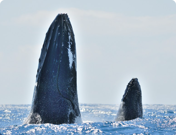 Whale Watching (Pico & Faial)